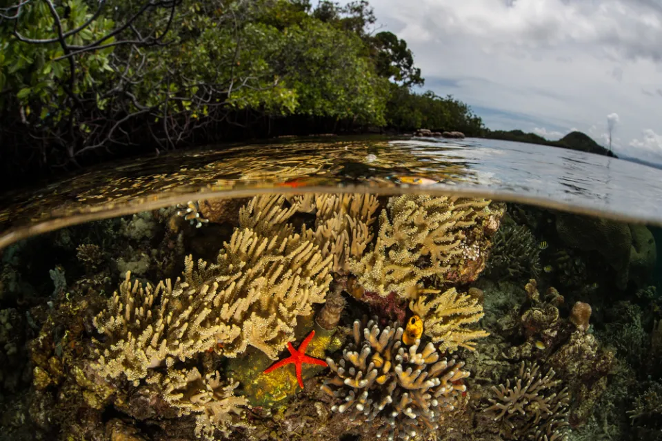 View from half underwater and half above water in mangrove forest in Indonesia with red starfish on coral